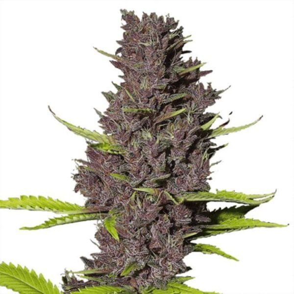 BLUE DREAM FEMINIZED SEEDS