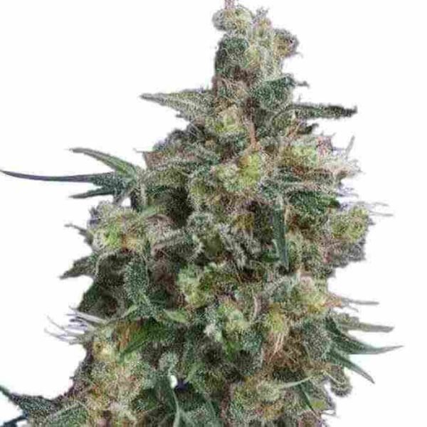 BUBBA KUSH SEEDS FOR SALE