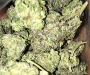 Buy Gelato Marijuana Strain Online