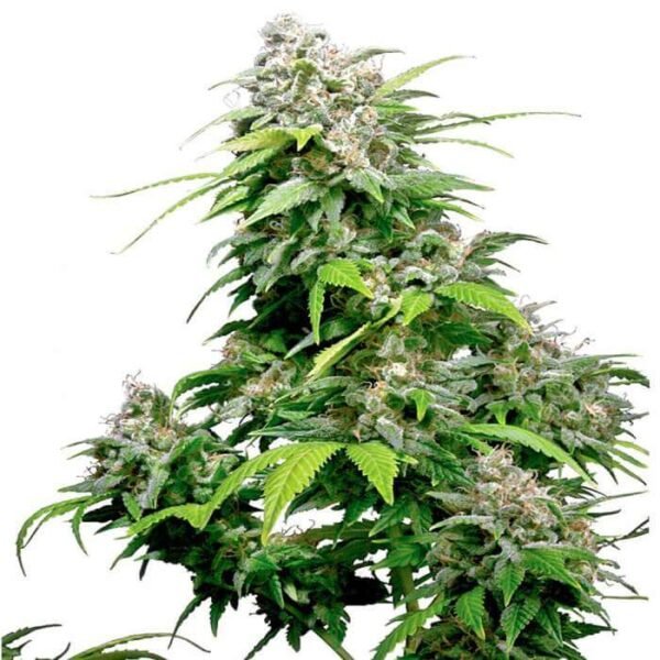 CALIFORNIA INDICA REGULAR SEEDS