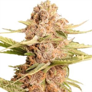 GIRL SCOUT COOKIES SEEDS FOR SALE