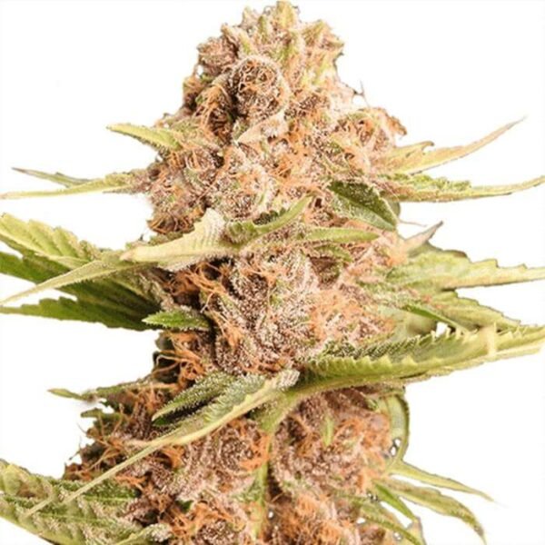 GIRL SCOUT COOKIES SEEDS FOR SALE