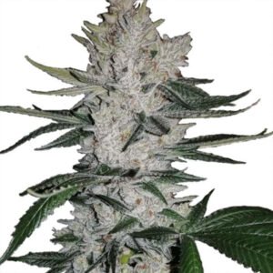 GORILLA GLUE FEMINIZED SEEDS