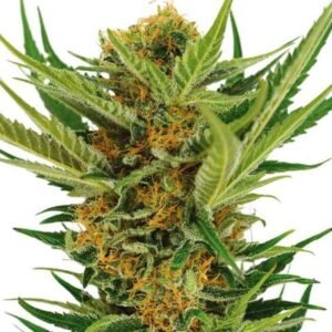 JACK HERER FEMINIZED SEEDS