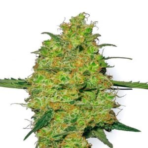 MASTER KUSH REGULAR SEEDS