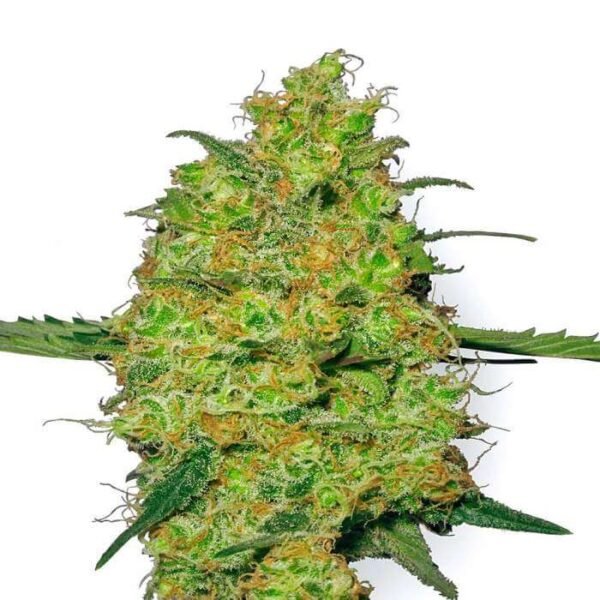 MASTER KUSH REGULAR SEEDS