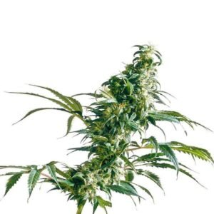 MEXICAN SATIVA REGULAR SEEDS