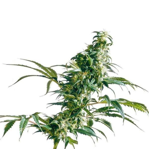 MEXICAN SATIVA REGULAR SEEDS