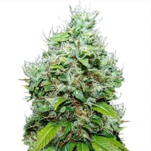 NYC DIESEL FEMINIZED SEEDS