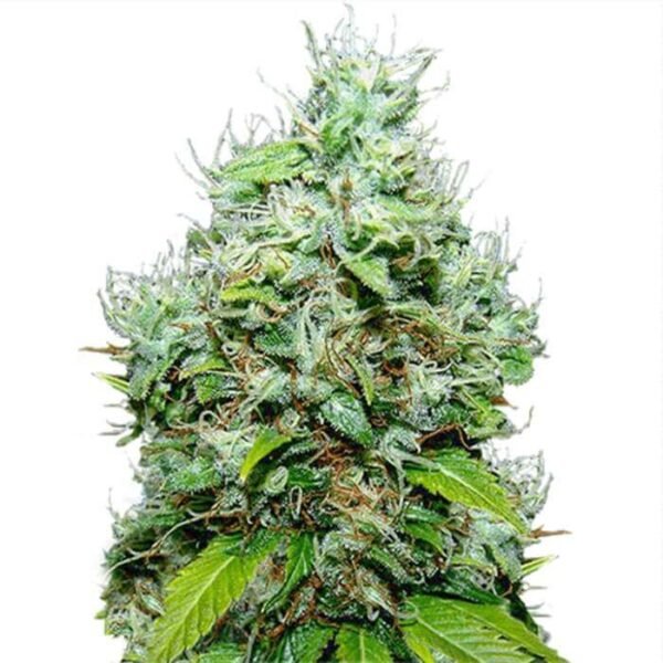 NYC DIESEL FEMINIZED SEEDS