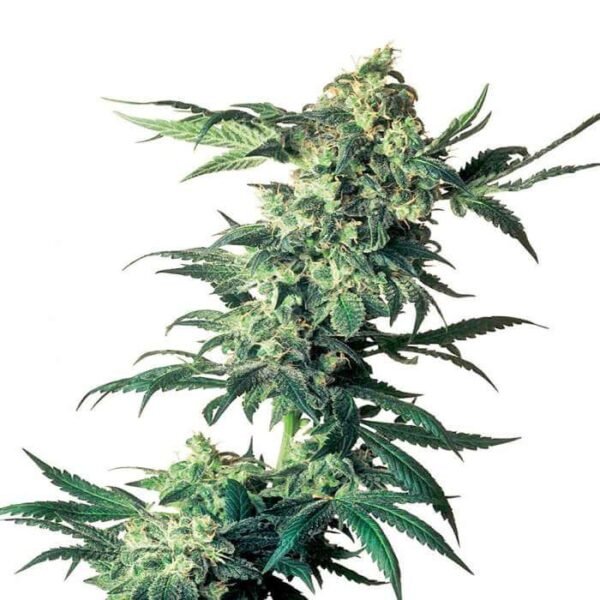 NORTHERN LIGHTS REGULAR SEEDS