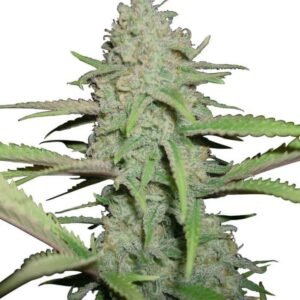 OG KUSH FEMINIZED SEEDS