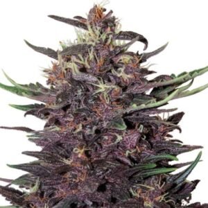 PURPLE KUSH