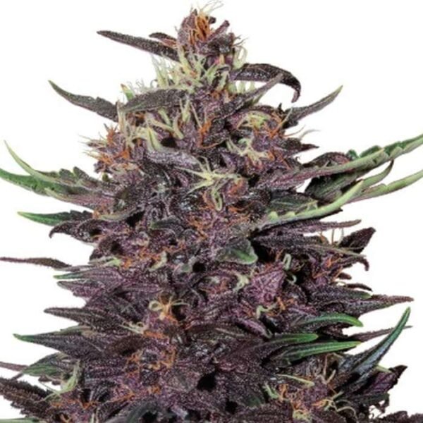PURPLE KUSH