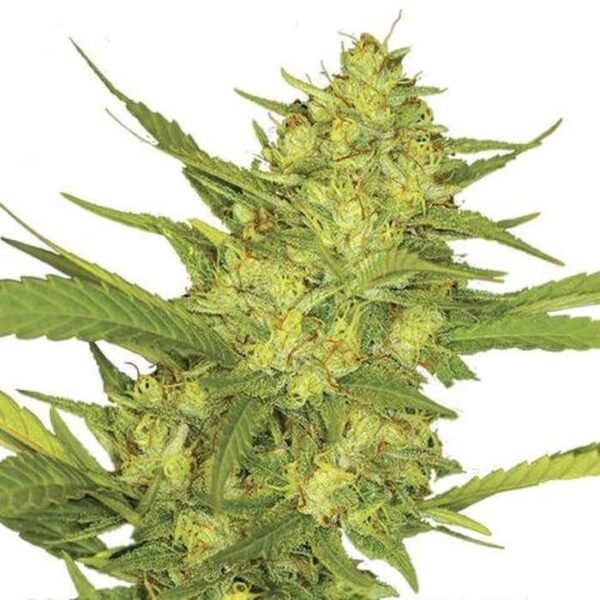 SOUR DIESEL FEMINIZED SEEDS