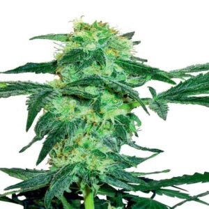 WHITE ICE REGULAR SEEDS