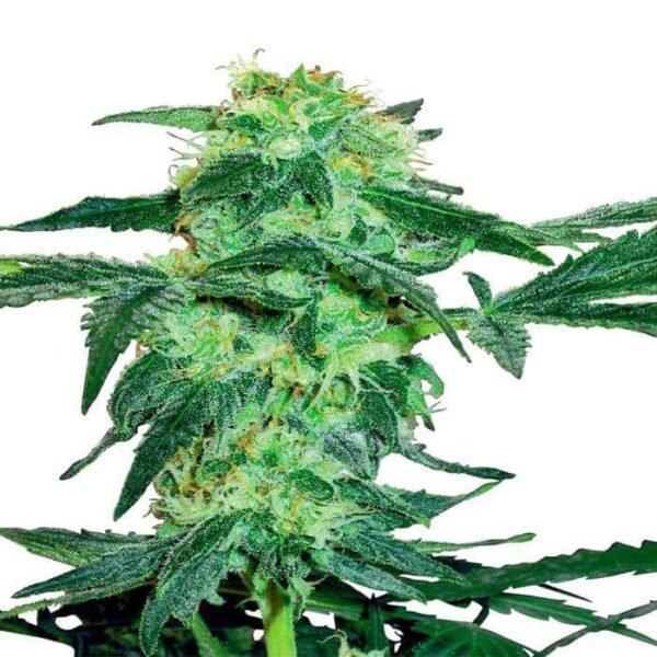 WHITE ICE REGULAR SEEDS