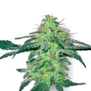 WHITE SKUNK REGULAR SEEDS