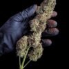 Alien OG