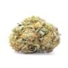 Cinderella 99 Strain